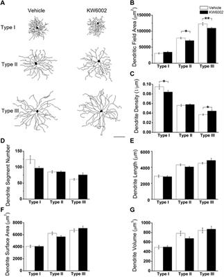 The adenosine A2A receptor antagonist KW6002 distinctly regulates retinal ganglion cell morphology during postnatal development and neonatal inflammation